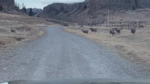 Montana greeting crew