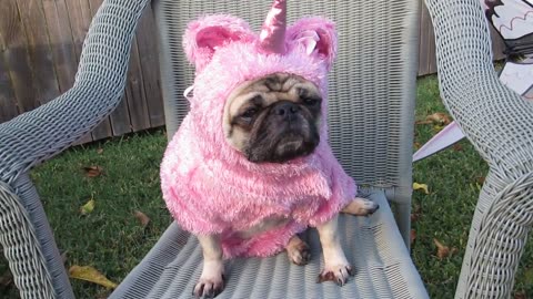 Unicorn Pug's Tea Party