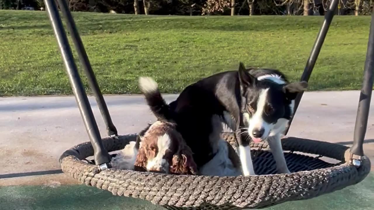 Dogs Like to Swing