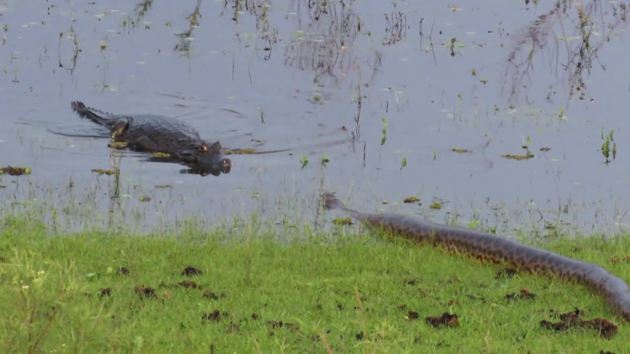 Anaconda meets Caiman