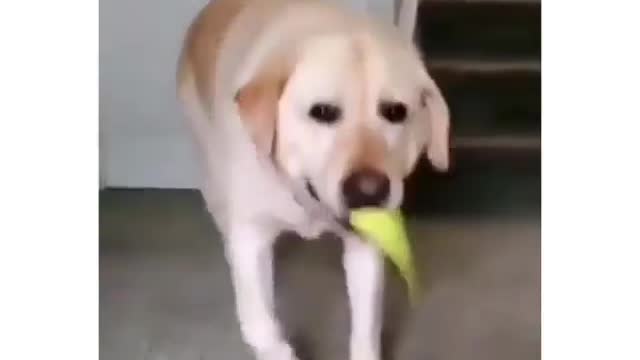 Funny videos of dogs 🤣🤣