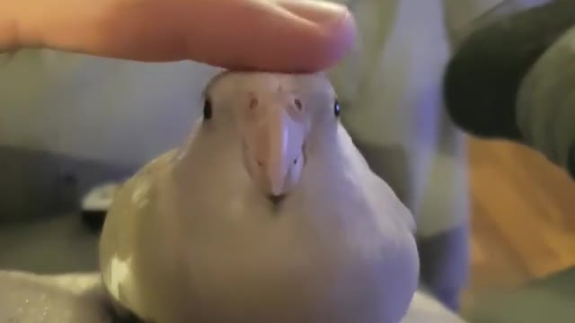 This birb blob loves a cuddle