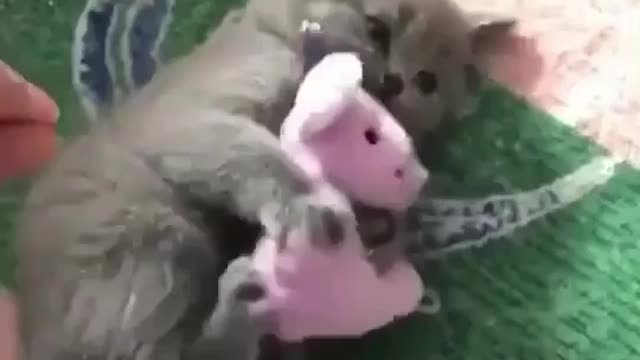Watch what this cat does, quickly enter!