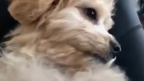 Cute dog