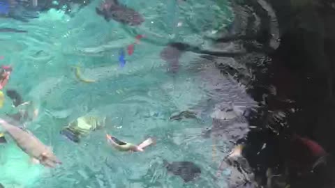 Colourful school of fish