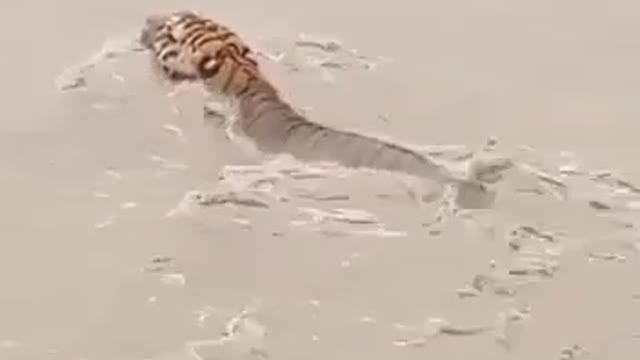 Tiger swimming in the river