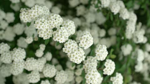 Wild flowers growing