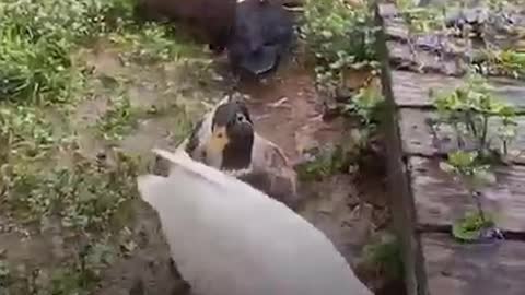 Woman Loves Bringing Her Duck Out With Her Everywhere
