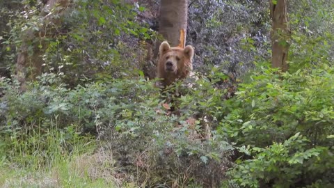 Amazing Scene of Wild Animals In 4K Scenic Relaxation Flim