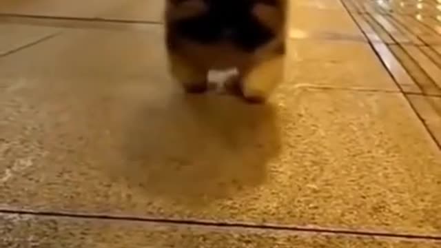 The goodest boy loves doing nightly jog
