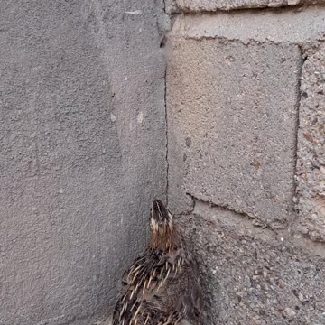 Quail birds try to fly