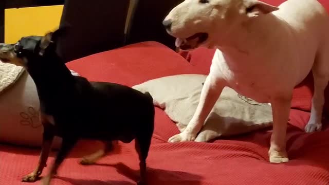 Funny dogs play with each other, big bull terrier vs small pincher