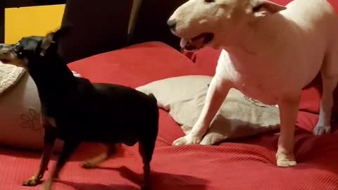 Funny dogs play with each other, big bull terrier vs small pincher