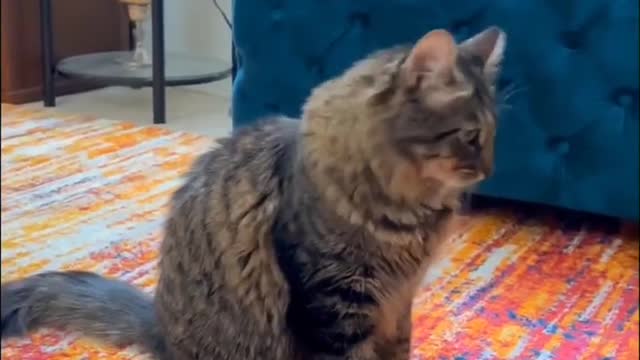 Cute cat