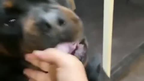 Dog funny fight