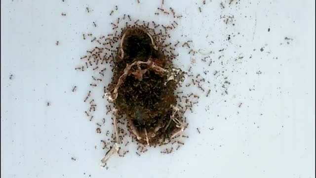 Frog Vs Extreme Fire Ants Animal Timelapse Extreme