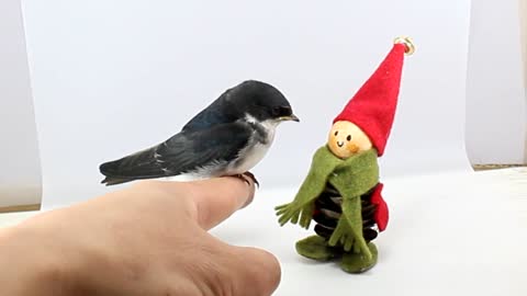 Bird Perched On A Finger