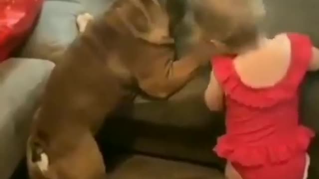 Cute video of dog and kid trying to get on the couch