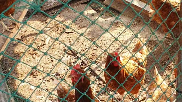 Chickens living in the coop