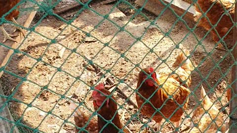 Chickens living in the coop