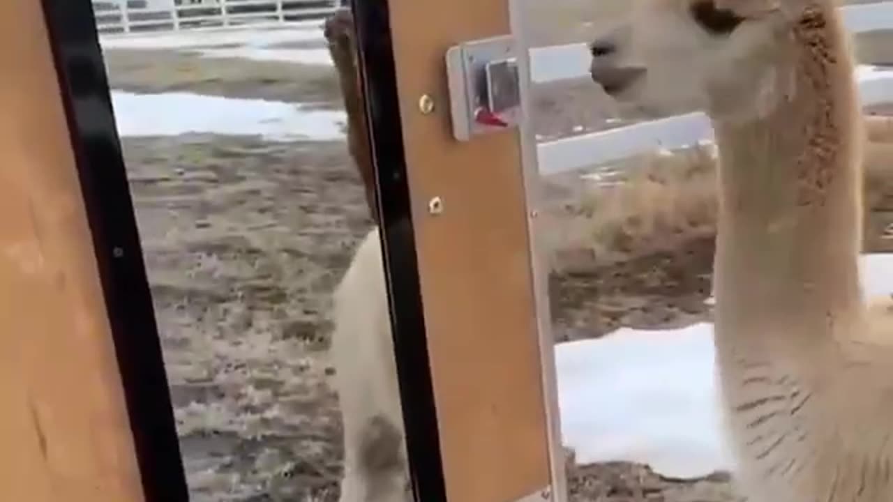Animal funny video