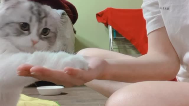 Hand, kiss, cat training. a smart cat