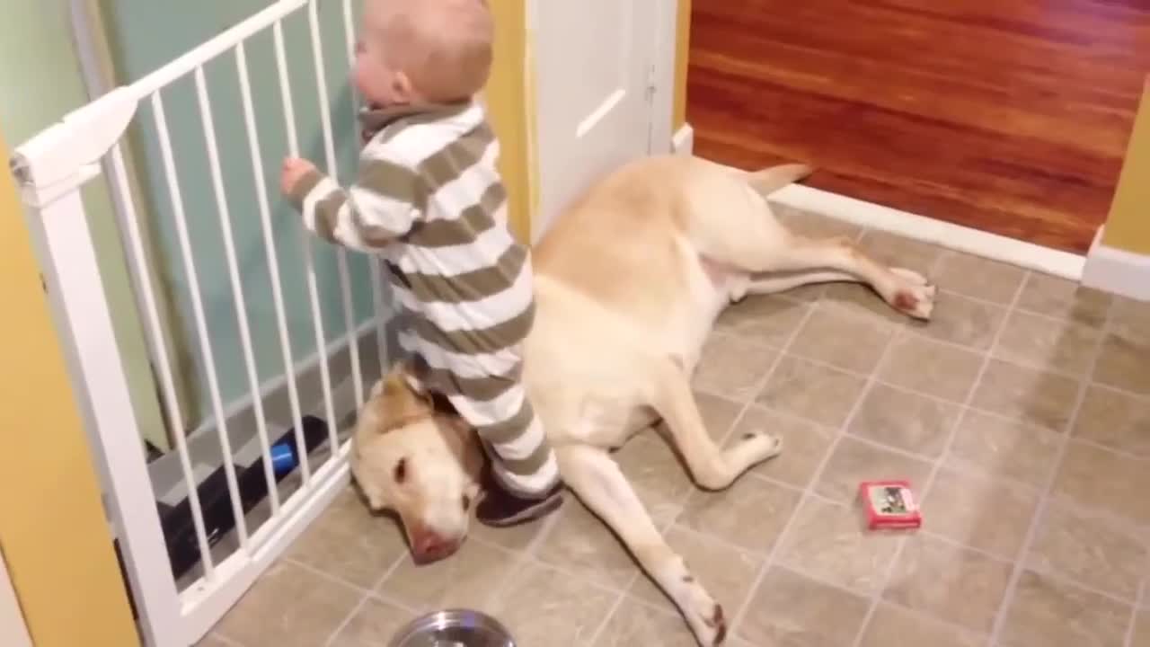 Funny Videos of Animals and Babies - Best Funny Videos of Dogs and Babies