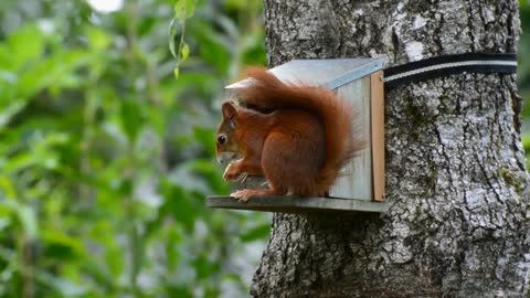 Cute Red Squirrel