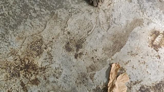 Catlover