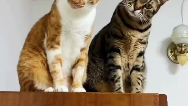 funny animals compilation, funny animals cats and dogs, funny animals tiktok