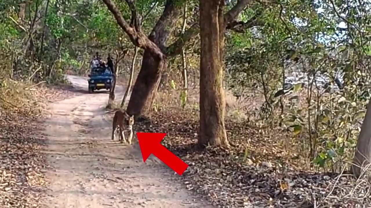 6 Tiger Encounters You Shouldn't Click On