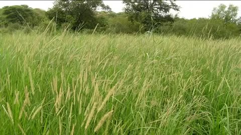 Allan Savory on how to reverse desertification by using large herds to green the world's deserts