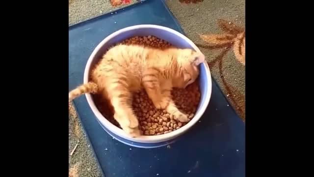 Animals SOO Cute! AWW Cute baby animals Videos Compilation Funniest and Cutest moment of animals #13