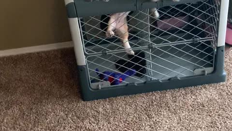 Daring Doggo Escapes Kennel