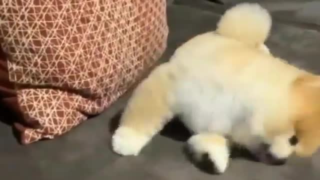 MOST BEAUTIFUL PUPPY PLAYING ON SOFA