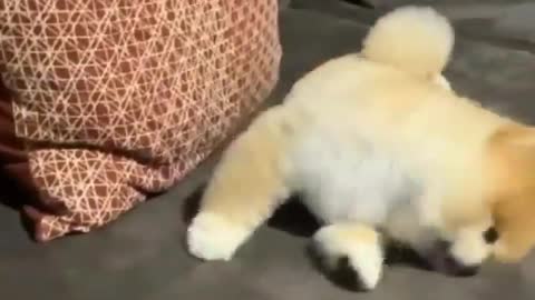 MOST BEAUTIFUL PUPPY PLAYING ON SOFA