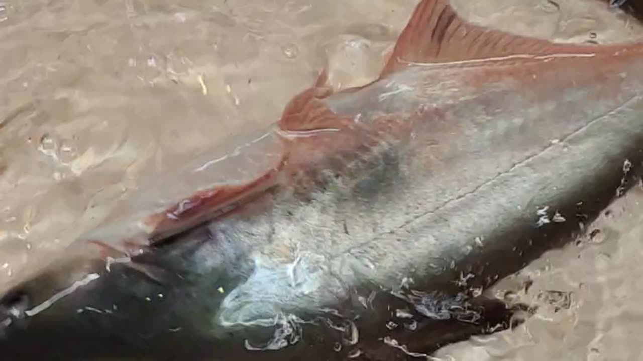Tasty Big Pangas Video In Fish Market#shorts