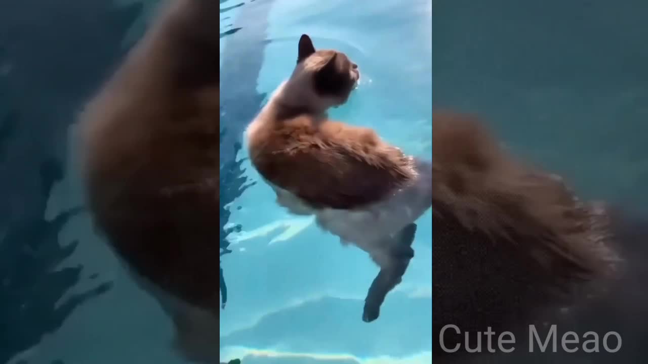 Cat Funny Videos | Cute Cat Funny Moments | Cat Video