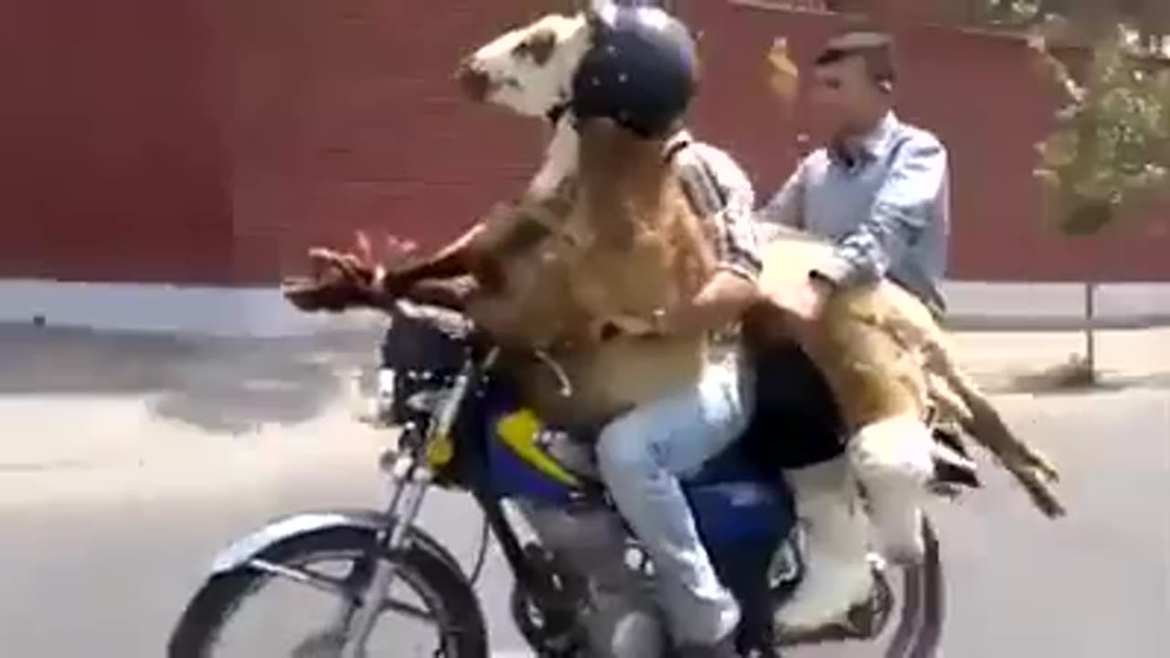 funny video on bike going with goat