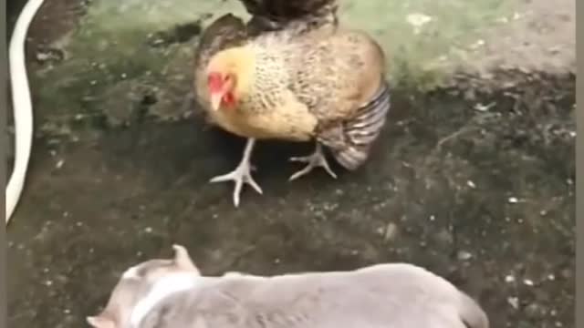 Chicken VS Dog Fight - Funny Dog Fight Videos😂🤧