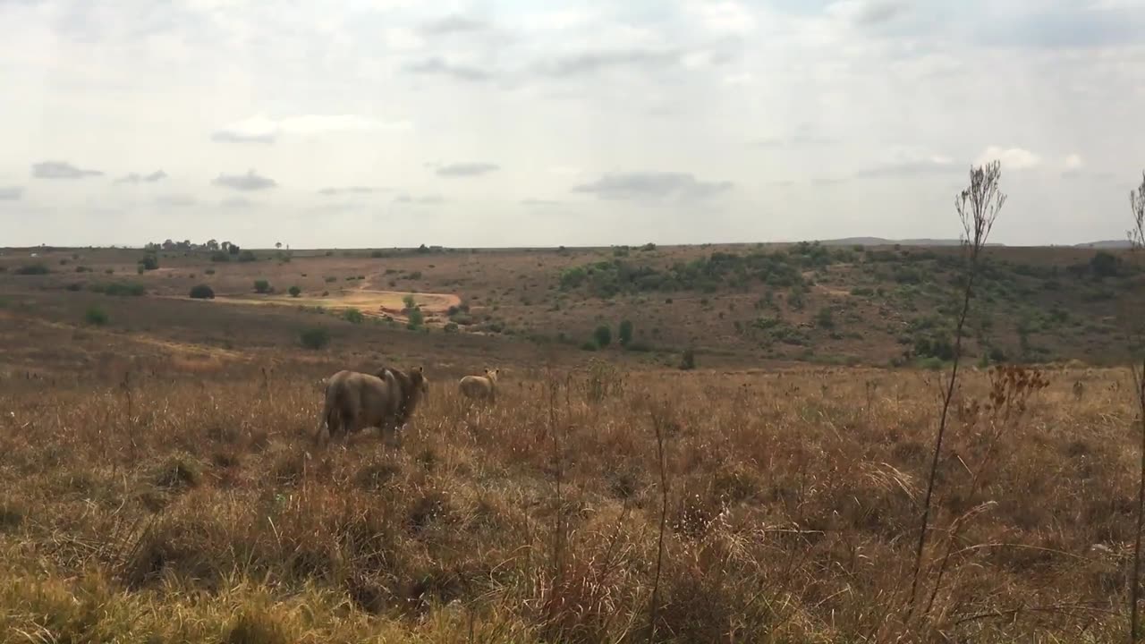 A lion walking to his family