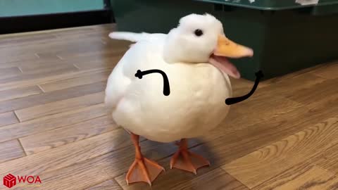 HEY! Duck Doctor here