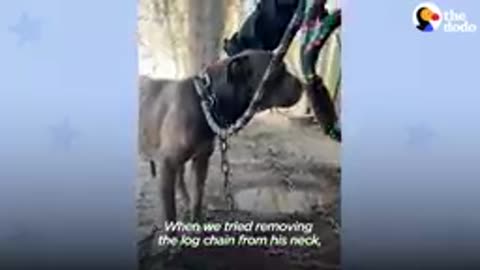 🥰 Neglected Pittie Has Special Luneh With Rescuers❤️ The Dodo Pittie Nation