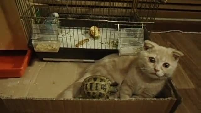 Gato y tortuga comparten improbable amistad