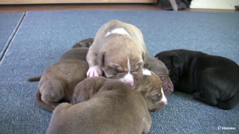 Mia's 2 Week Old Pit Bull Puppies (in HD)