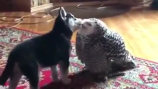 animals love regardless of race