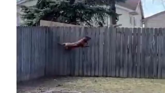 Dog Catches the Squirrel