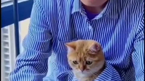 Most funny videos cats videos