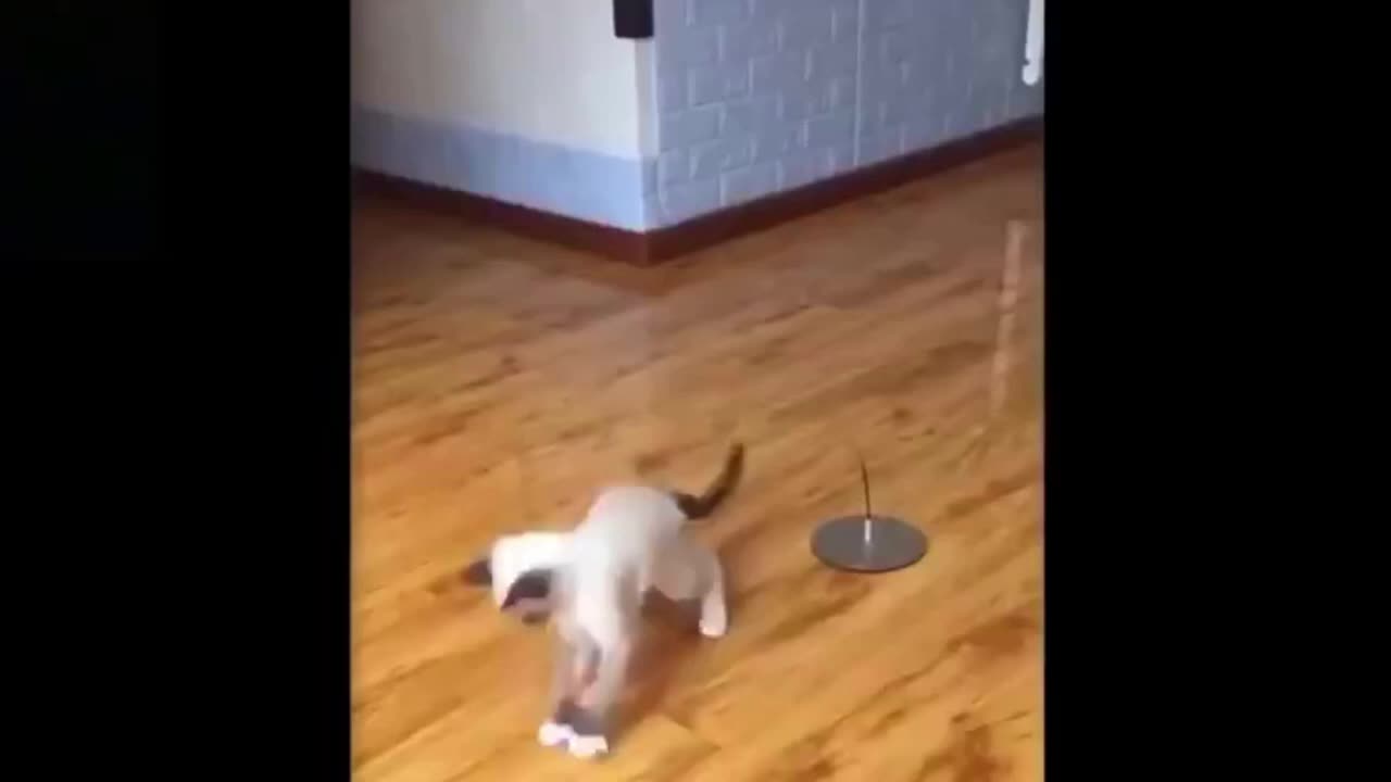 Funny videos of cute pets