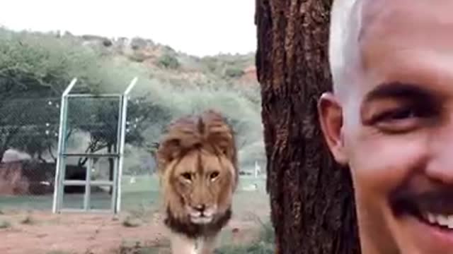 LION SNEAKS UP ON HUMAN!